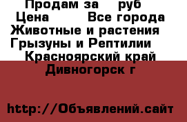 Продам за 50 руб. › Цена ­ 50 - Все города Животные и растения » Грызуны и Рептилии   . Красноярский край,Дивногорск г.